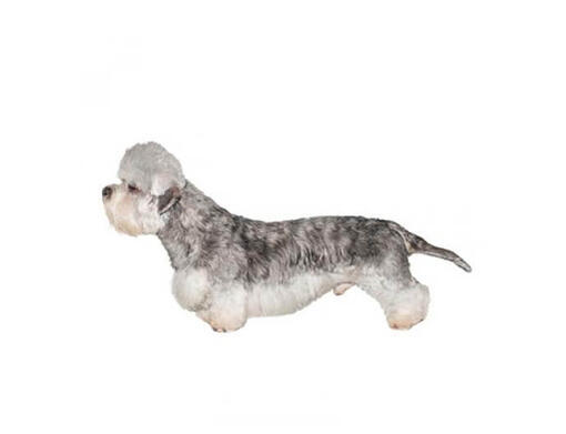 Dinmont terrier hot sale